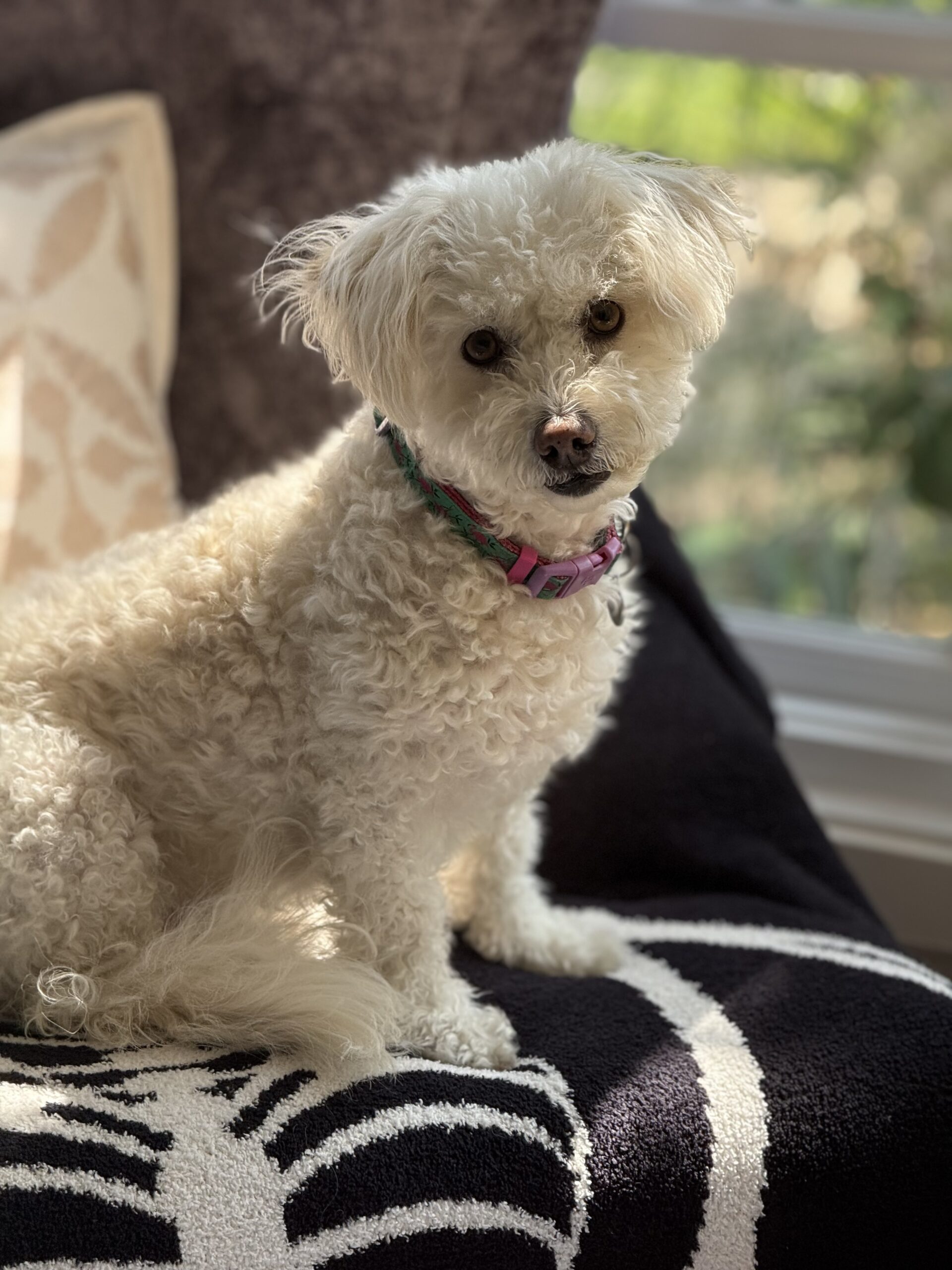 Luna Tuna Titi Thompson