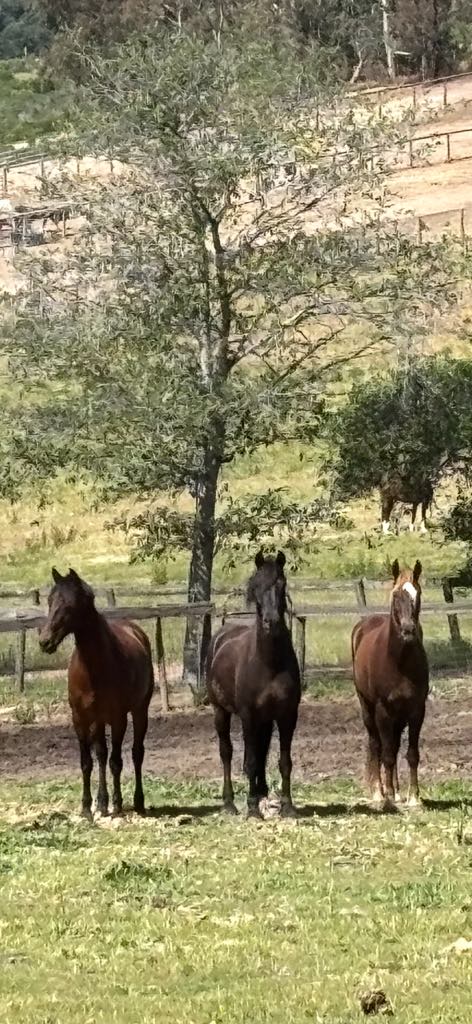 3-Amigos.jpg