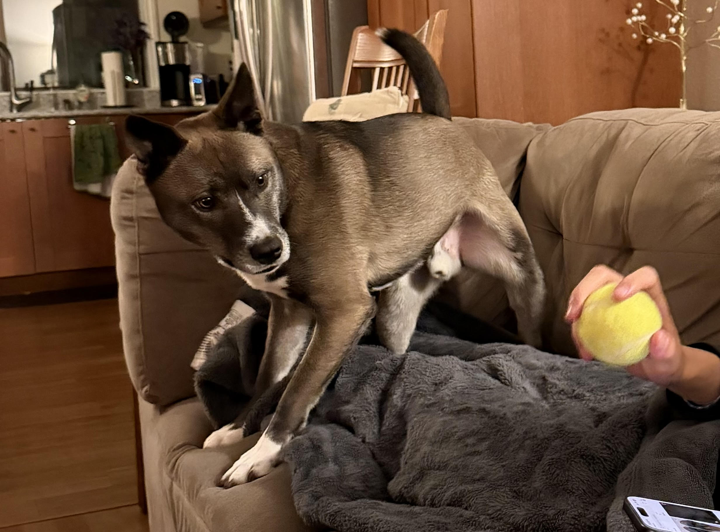 Kuzco-BALL.jpg