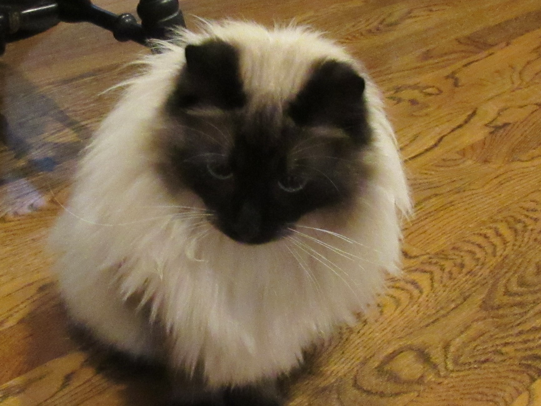 LeeLee-my-lionman-crop-IMG_0827.jpg