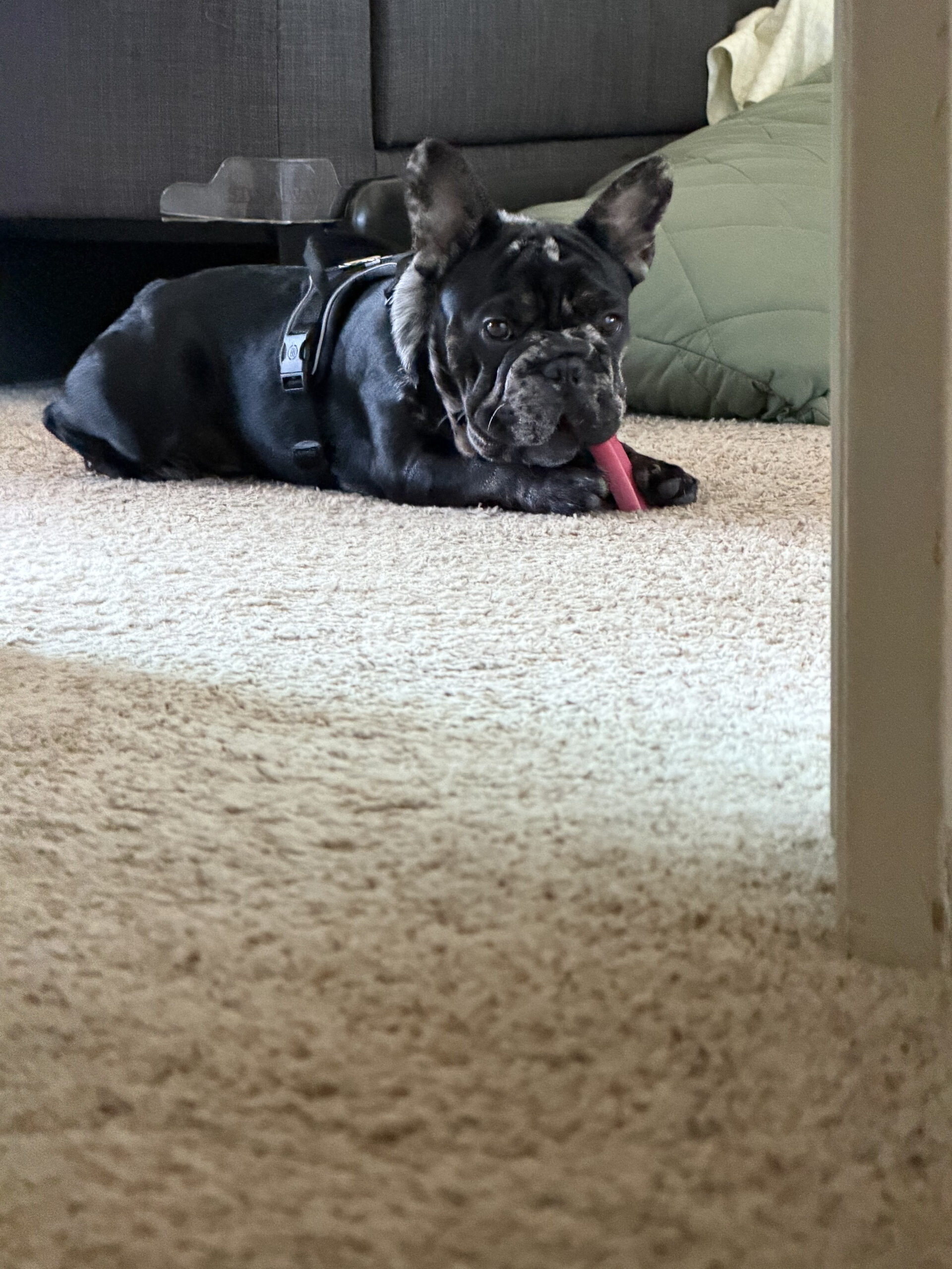 IMG_6826.jpeg