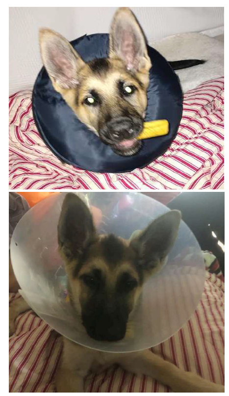 Scout-Cone-of-Shame-or-Pillow-Ring-of-Pride.png