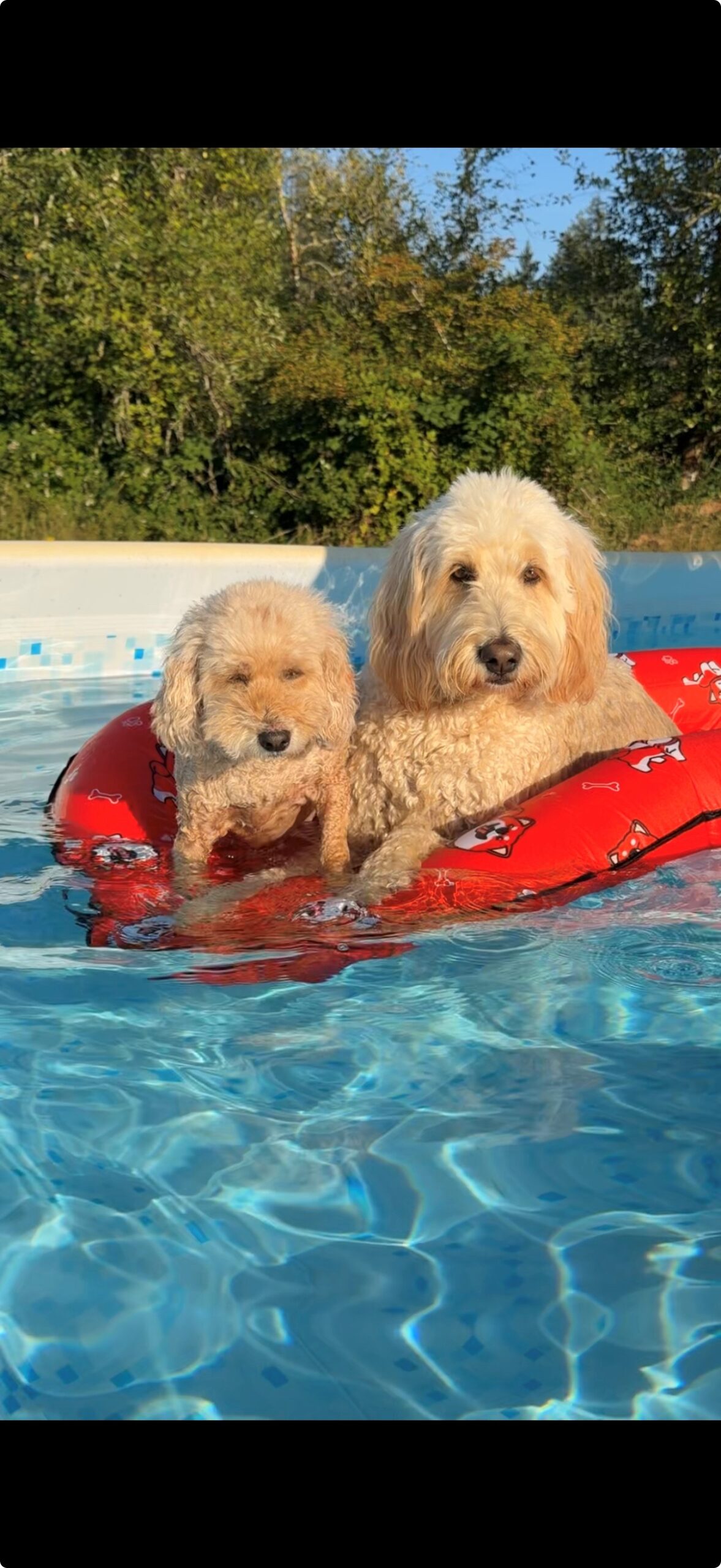 pups.jpg