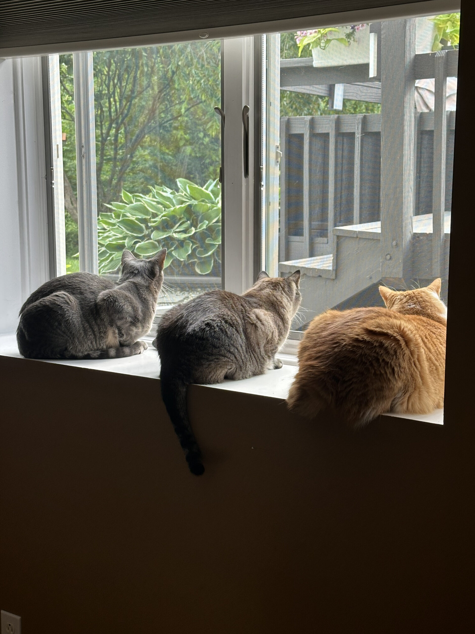 IMG_1442.jpeg