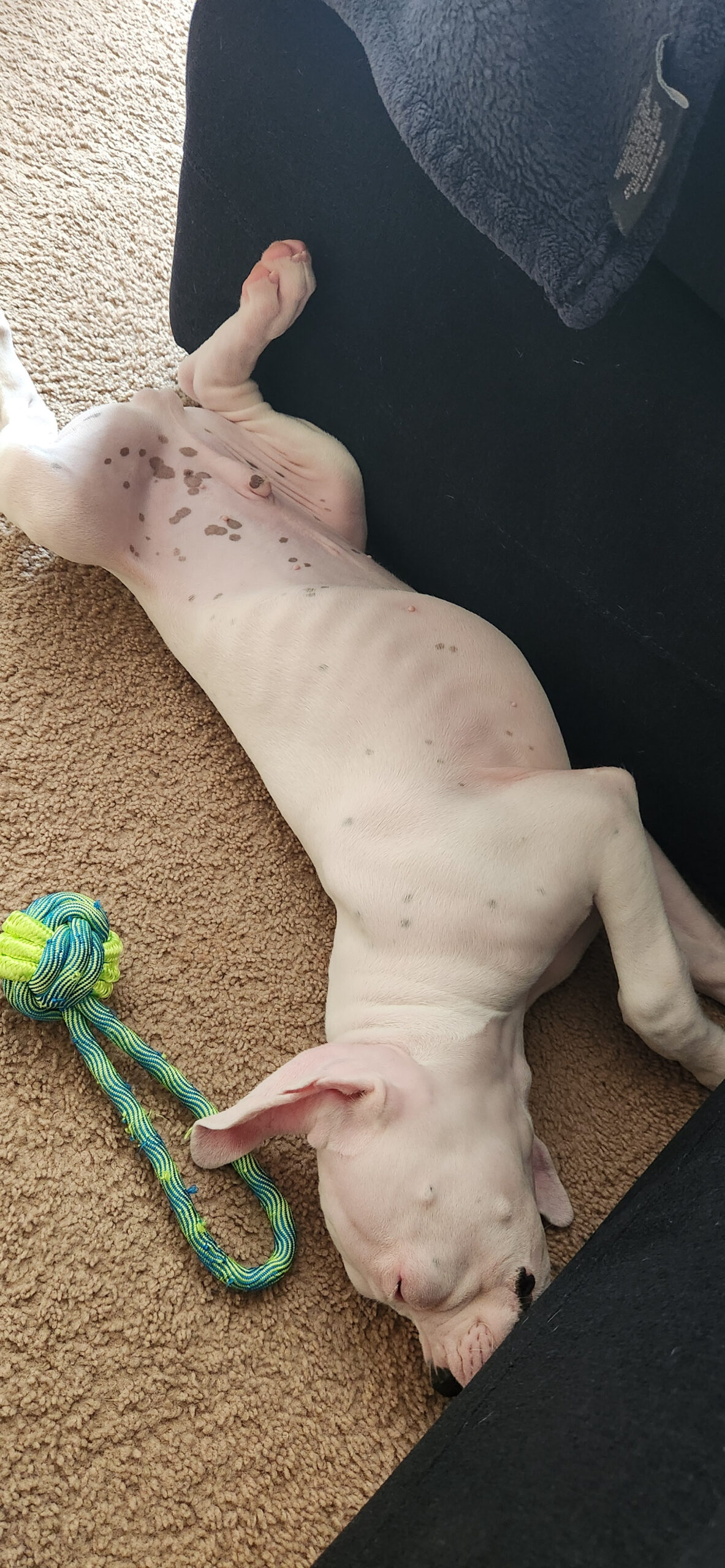Stanley-3-months.jpg