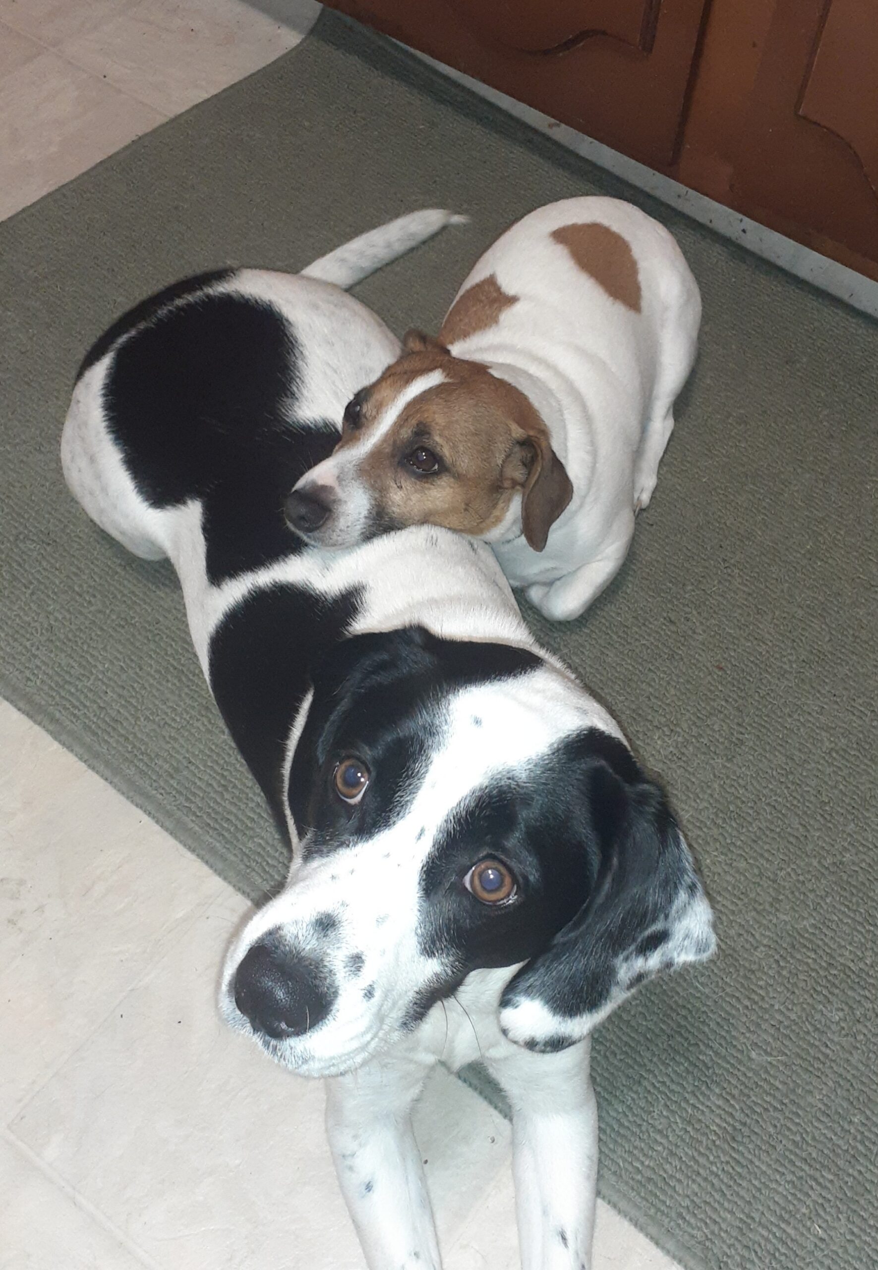 DOGS.jpg